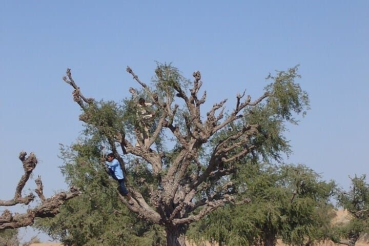 Cultural Evening in the Thar Desert - Jaisalmer photo 4