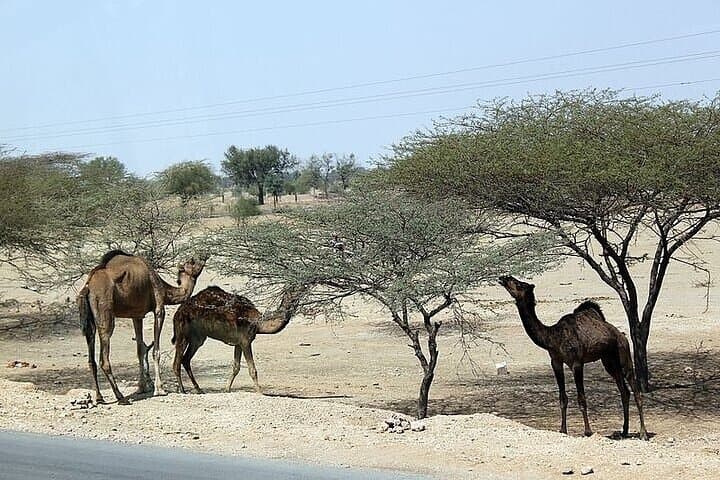 Cultural Evening in the Thar Desert - Jaisalmer photo 5