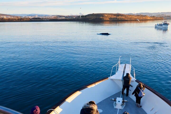 Whale Watching Cruise on a Yacht in Reykjavik photo 3
