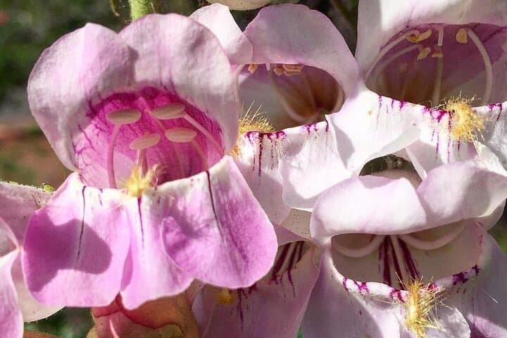 Sedona Creekside of Cathedral Rock Hike With a Private Guide photo 3