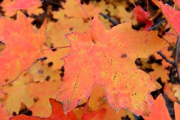 Sedona Creekside of Cathedral Rock Hike With a Private Guide photo 4
