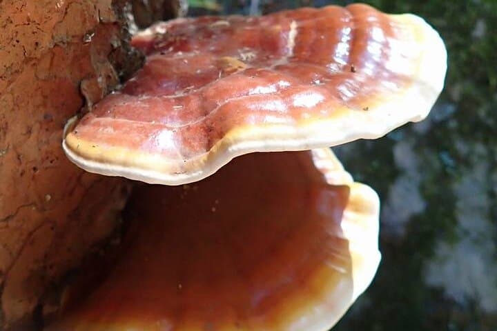 Sedona Creekside of Cathedral Rock Hike With a Private Guide photo 5