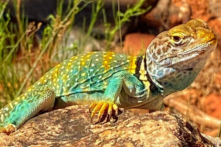 Sedona Creekside of Cathedral Rock Hike With a Private Guide photo 2