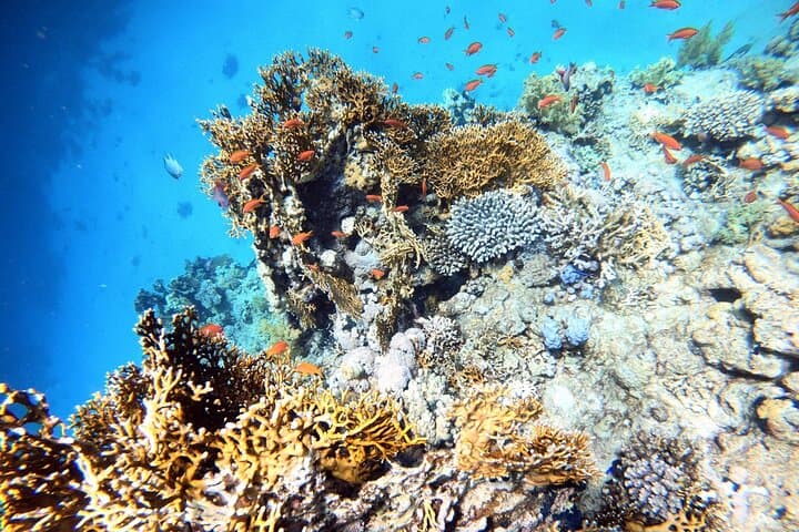 2-Hour Private Scuba Experience in Aqaba photo 2