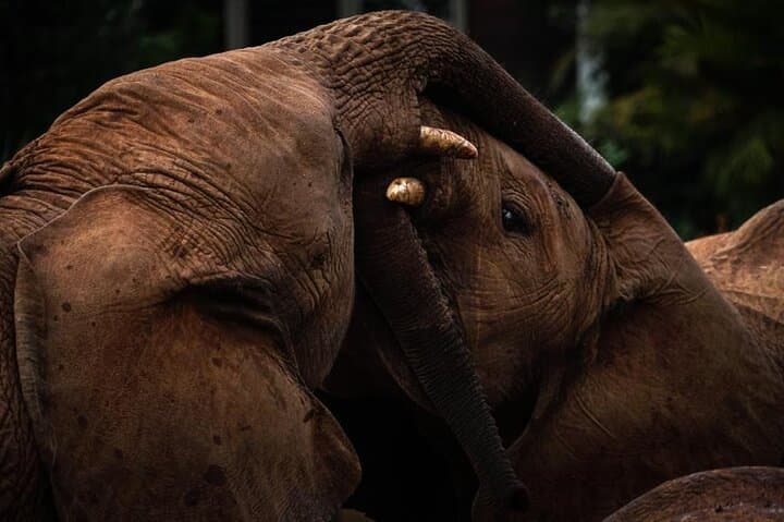 Nairobi National Park, Elephant Orphanage and Giraffe Center Tour photo 3