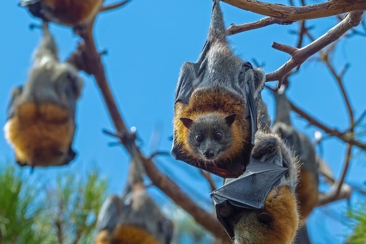Flying Fox Experience, Thousands of Australia's Largest Bat photo 2