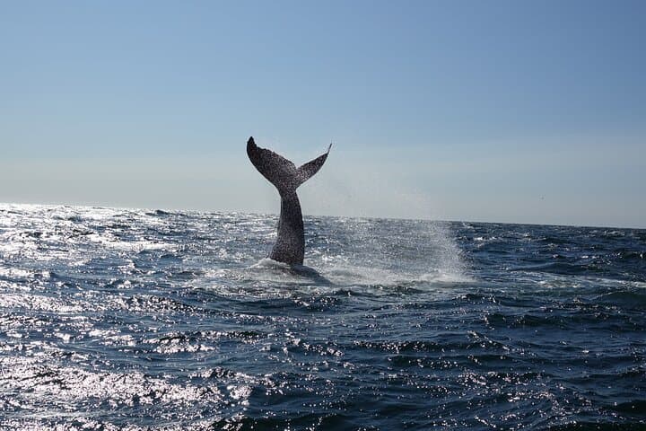 Whale Watching Cruise on a Yacht in Reykjavik photo 4