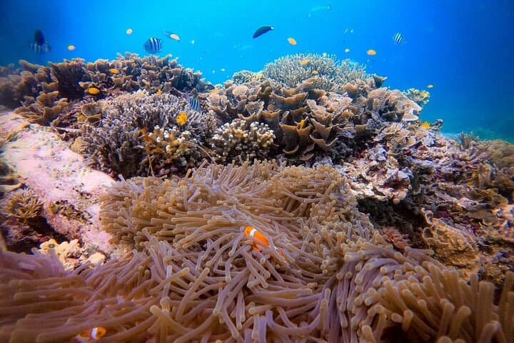 1-day Piaynemo Raja Ampat Tour hopping Island depart from sorong photo 4