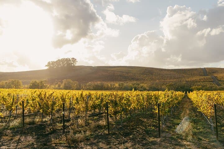 Small Group: Ultimate Napa & Sonoma Wine Tour from San Francisco photo 4