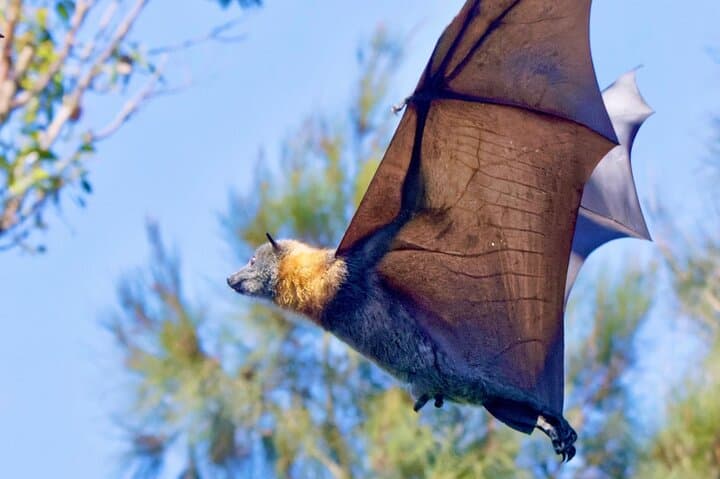 Flying Fox Experience, Thousands of Australia's Largest Bat photo 5