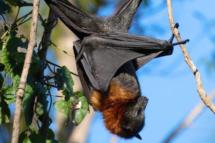 Flying Fox Experience, Thousands of Australia's Largest Bat photo 4