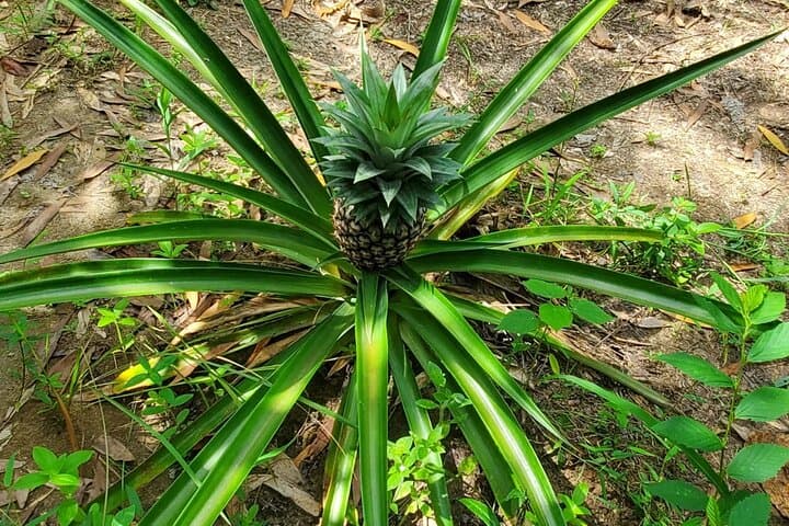A private half day spice farm with a cooking lesson photo 2