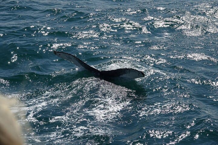 Whale Watching Cruise on a Yacht in Reykjavik photo 2