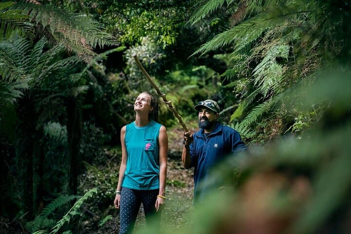 Whirinaki Forest Footsteps: Māori Guided Tour, Picnic & Transfer photo 2