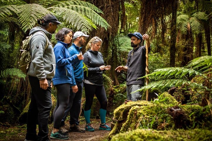 Whirinaki Forest Footsteps: Māori Guided Tour, Picnic & Transfer photo 5