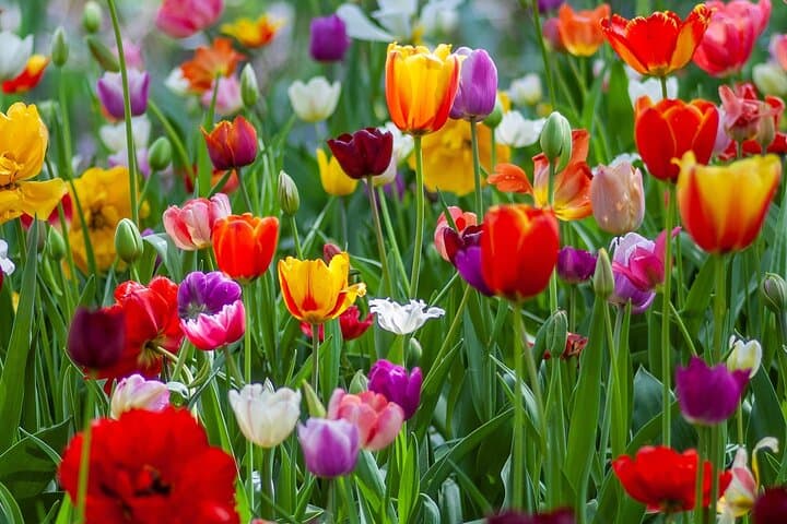 Amsterdam Free tour World War II and Anne Frank photo 3