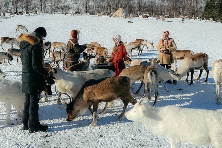 Exclusive Reindeers Experience in small groups, Tromso