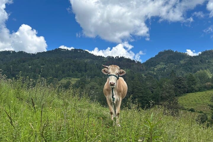 Hiking in the Sierra Norte of Oaxaca photo 4