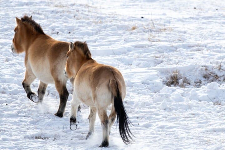 Private Day Tour in Hustai Nuruu National Park photo 2