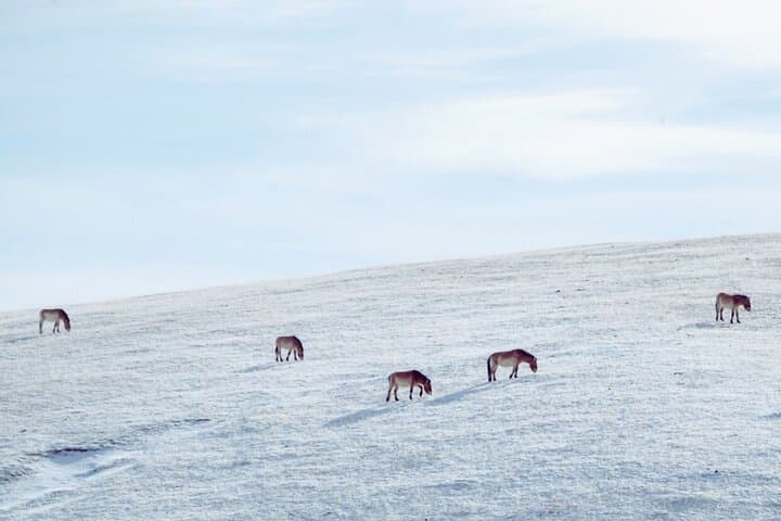 Private Day Tour in Hustai Nuruu National Park photo 5