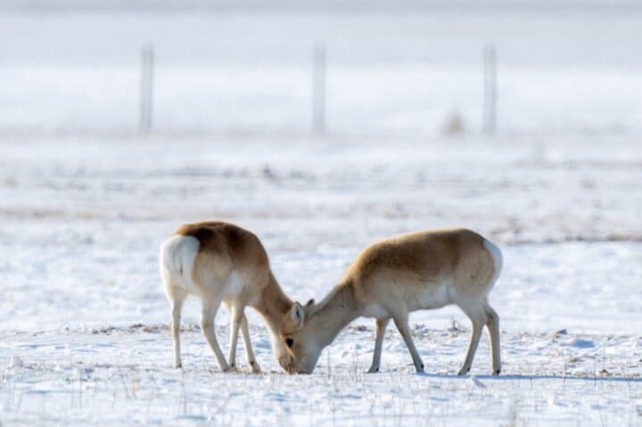 Private Day Tour in Hustai Nuruu National Park photo 3