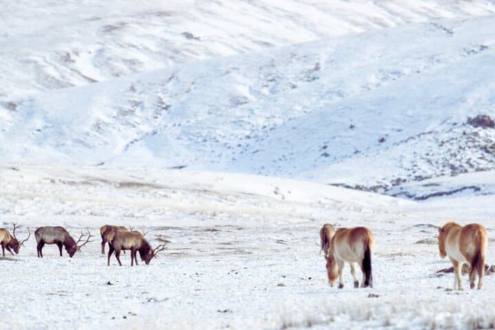 Private Day Tour in Hustai Nuruu National Park photo 4