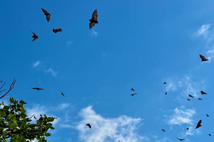 Flying Fox Experience, Thousands of Australia's Largest Bat photo 3